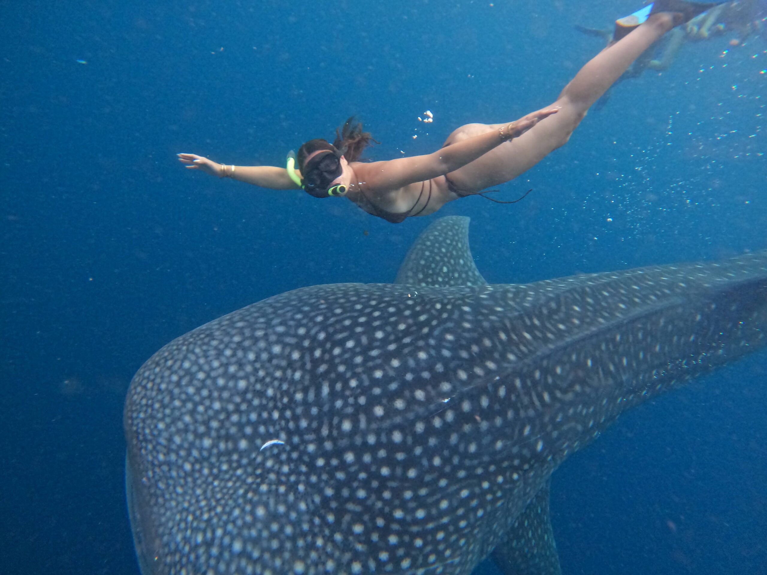 whale shark sumbawa navigatour