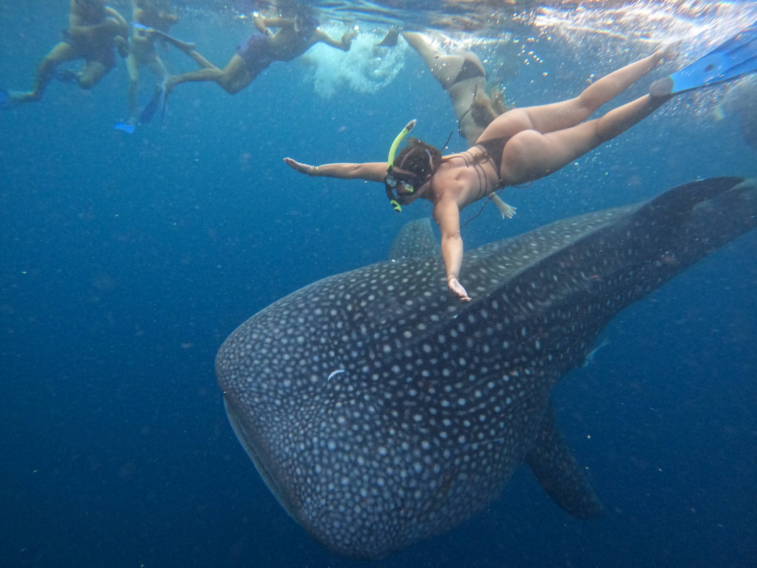 whale shark sumbawa navigatour